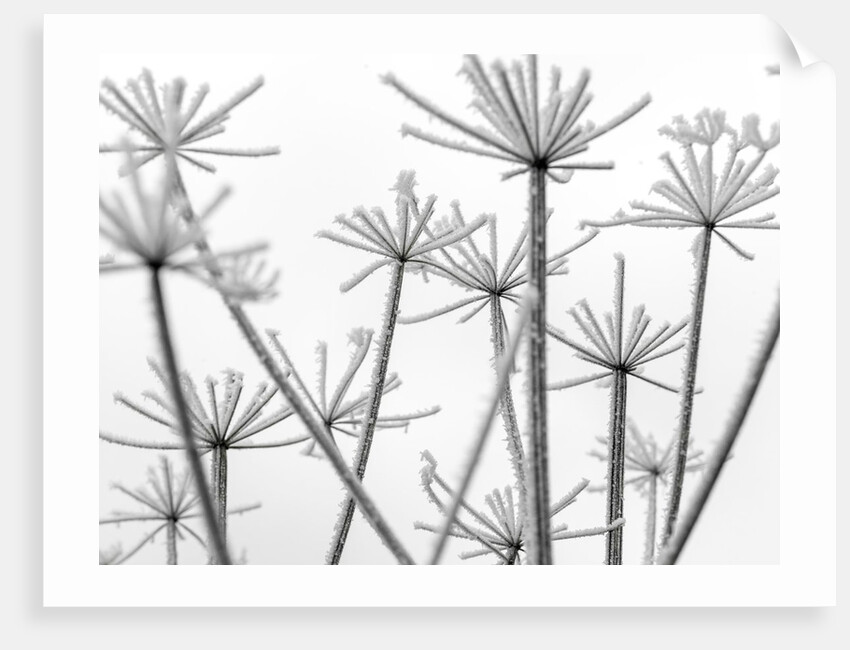 Frosty cow parsley by Assaf Frank